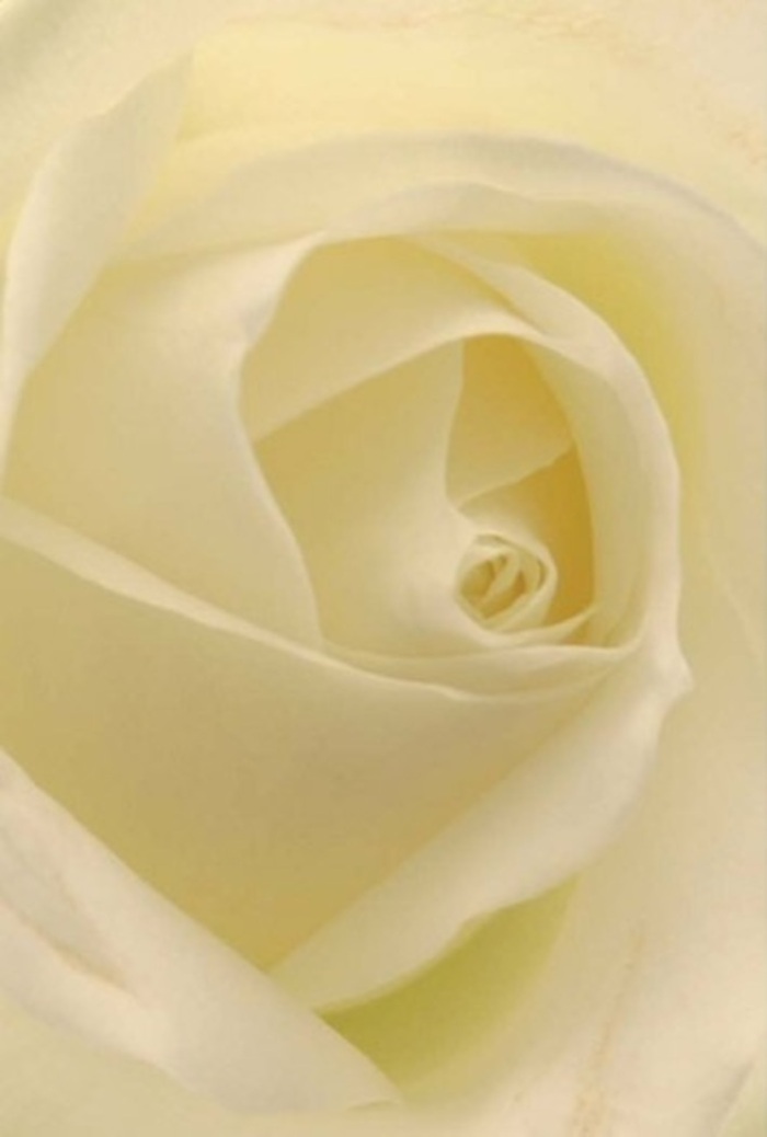 Viewed intimately from the heart of Brentwood, this white rose is a study in soft layering and refined grace. Each petal, perfectly shaped and shaded from creamy white to a hushed lemon, gathers toward the bloom's centre in a spiral that evokes notions of purity and new beginnings. The lighting is delicate-a warm glow filters over the rose, highlighting the intricate folds and casting faint, calming shadows that deepen its natural allure. The subtle gradations and gentle textures recall the quiet corners of Weald Country Park on an early spring morning. The craftsmanship is unmistakable-the petals' fragile edges and luminous finish reflect the skilled hands of local artists who pour care into every arrangement. Whether chosen for a heartfelt apology, a wedding at Marygreen Manor, or as a central piece for a Brentwood home, the rose projects serenity, resilience, and the hopefulness of a new chapter. It's easy to imagine its clean, light fragrance drifting through a bright, airy room, adding comfort and grace to the moment. With each detail lovingly considered, this bloom stands as an authentic emblem of Brentwood's floral tradition and sensitivity.